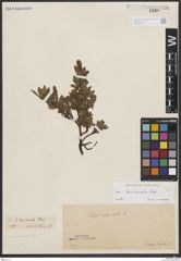 Foto von Salix breviserrata Flod.